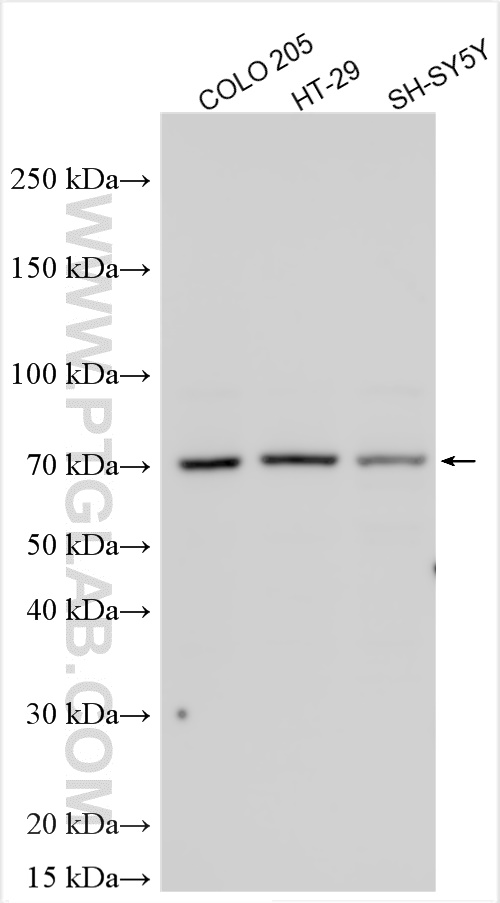 Western Blot (WB) analysis of various lysates using CABLES1 Polyclonal antibody (13464-1-AP)