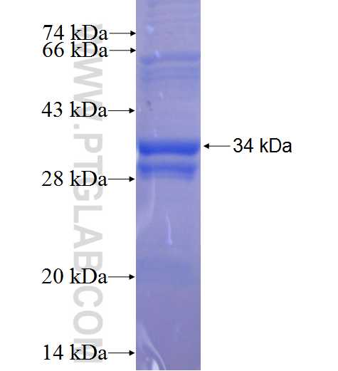 CACNA2D4 fusion protein Ag24464 SDS-PAGE