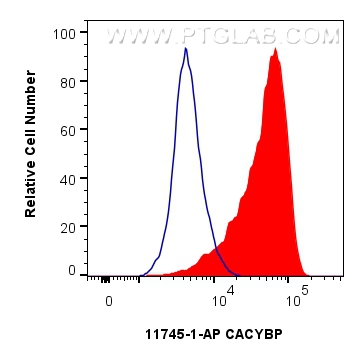 Flow cytometry (FC) experiment of HeLa cells using CACYBP Polyclonal antibody (11745-1-AP)