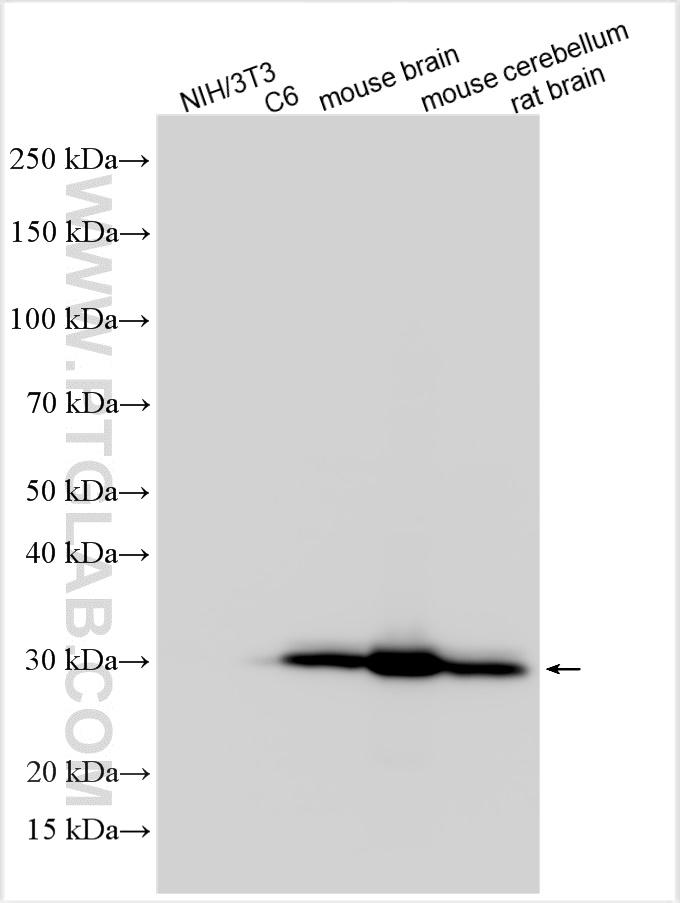 Western Blot (WB) analysis of various lysates using Calbindin-D28k Polyclonal antibody (14479-1-AP)