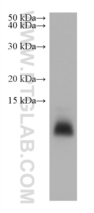 Western Blot (WB) analysis of TT cells using CALCA/CGRP Monoclonal antibody (68774-1-Ig)