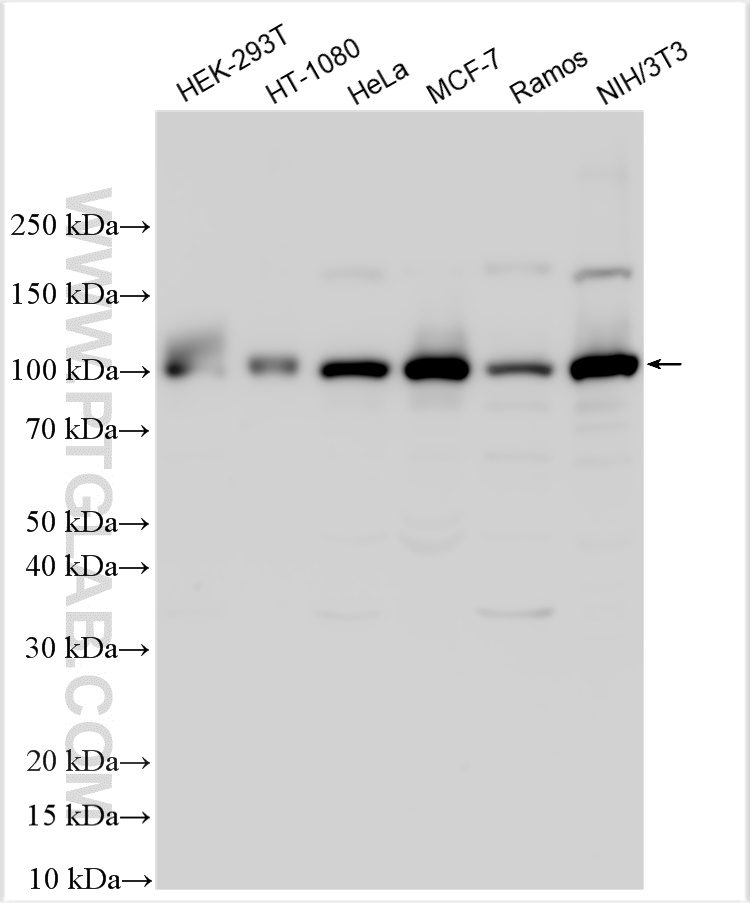 Western Blot (WB) analysis of various lysates using CALCOCO1 Polyclonal antibody (19843-1-AP)