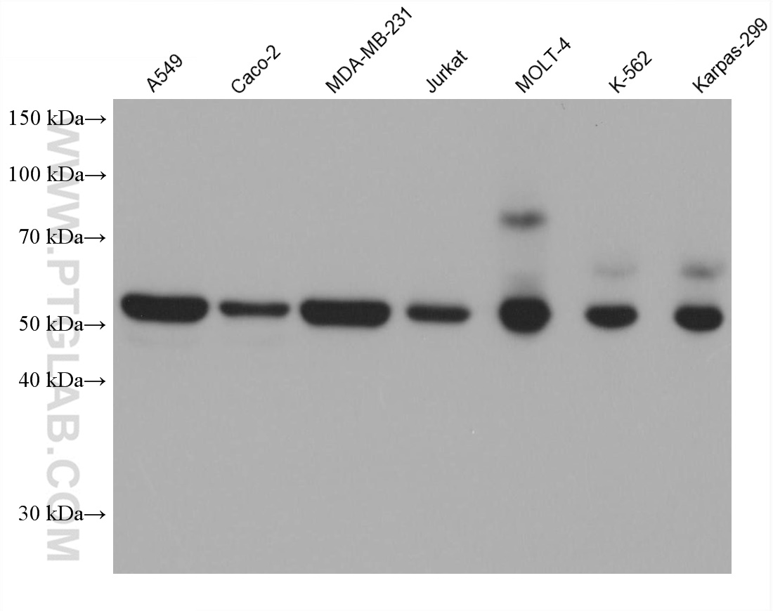 Western Blot (WB) analysis of various lysates using NDP52 Monoclonal antibody (66401-1-Ig)