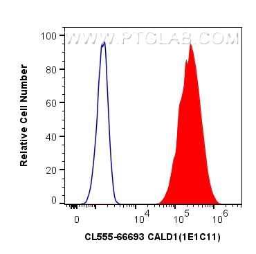 Flow cytometry (FC) experiment of HeLa cells using CoraLite®555-conjugated CALD1 Monoclonal antibody (CL555-66693)