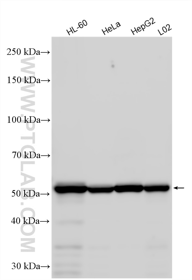 Western Blot (WB) analysis of various lysates using calreticulin Polyclonal antibody (10292-1-AP)
