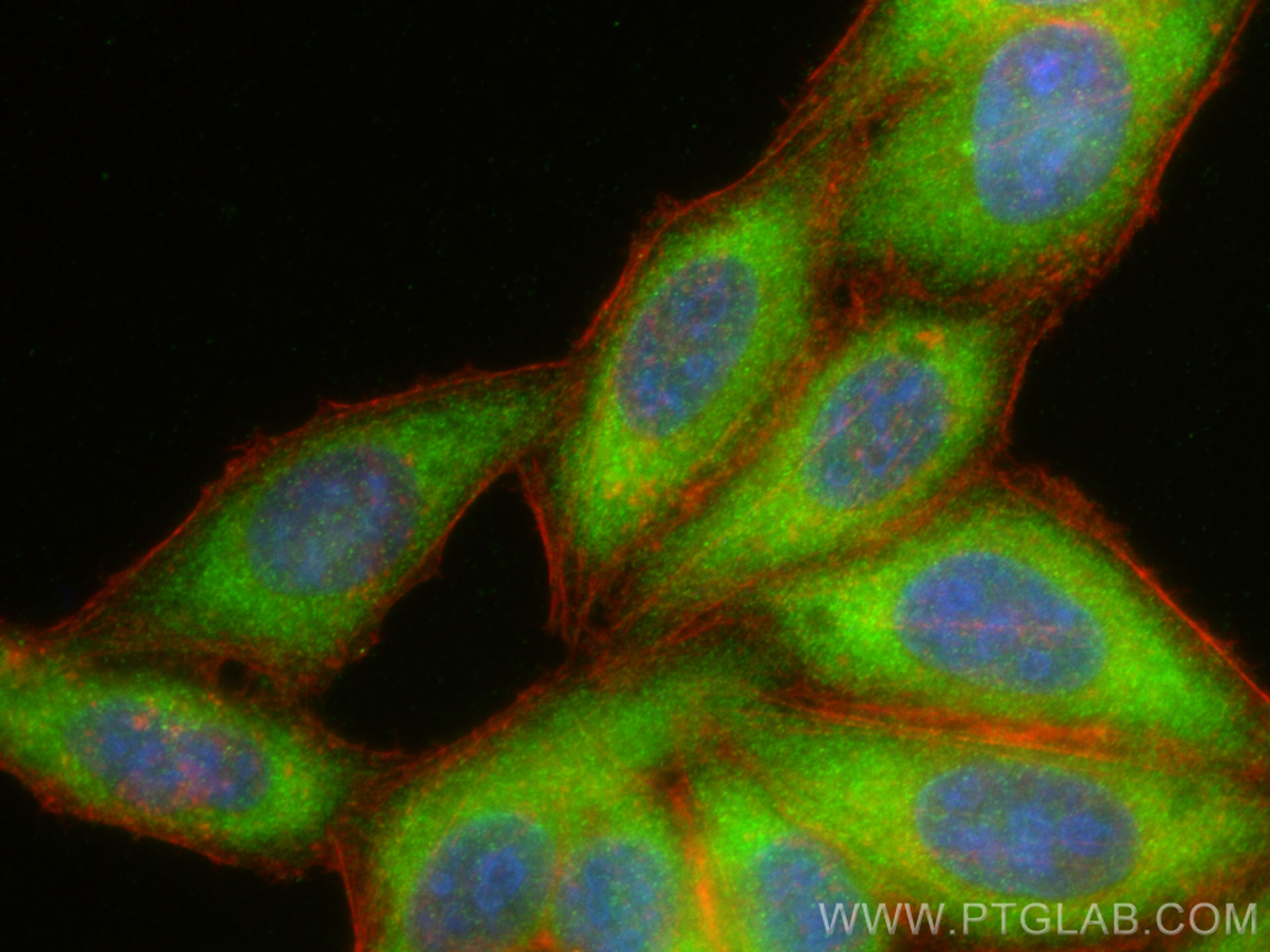 Immunofluorescence (IF) / fluorescent staining of HepG2 cells using CaMKII Gamma Polyclonal antibody (12666-2-AP)