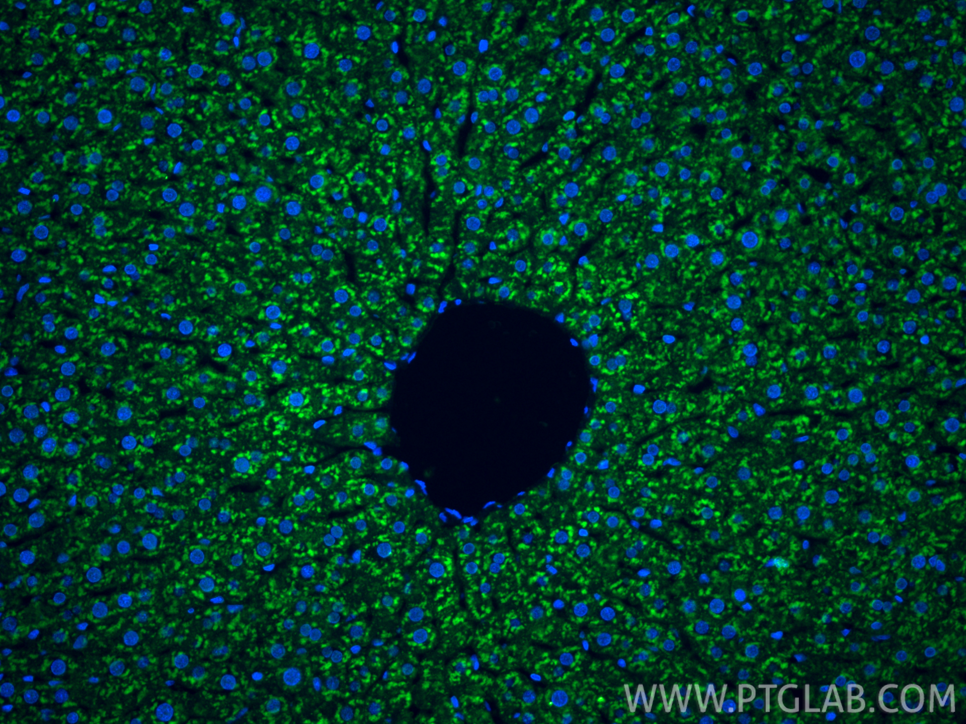 Immunofluorescence (IF) / fluorescent staining of rat liver tissue using CAMP Polyclonal antibody (12009-1-AP)