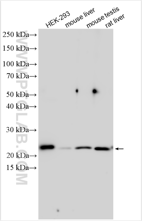 Western Blot (WB) analysis of various lysates using CARHSP1 Polyclonal antibody (11672-1-AP)