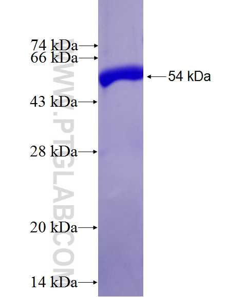 CASP14 fusion protein Ag27242 SDS-PAGE