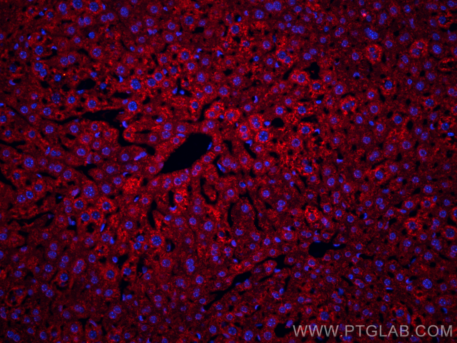 Immunofluorescence (IF) / fluorescent staining of mouse liver tissue using Caspase 3/P17/P19 Polyclonal antibody (19677-1-AP)