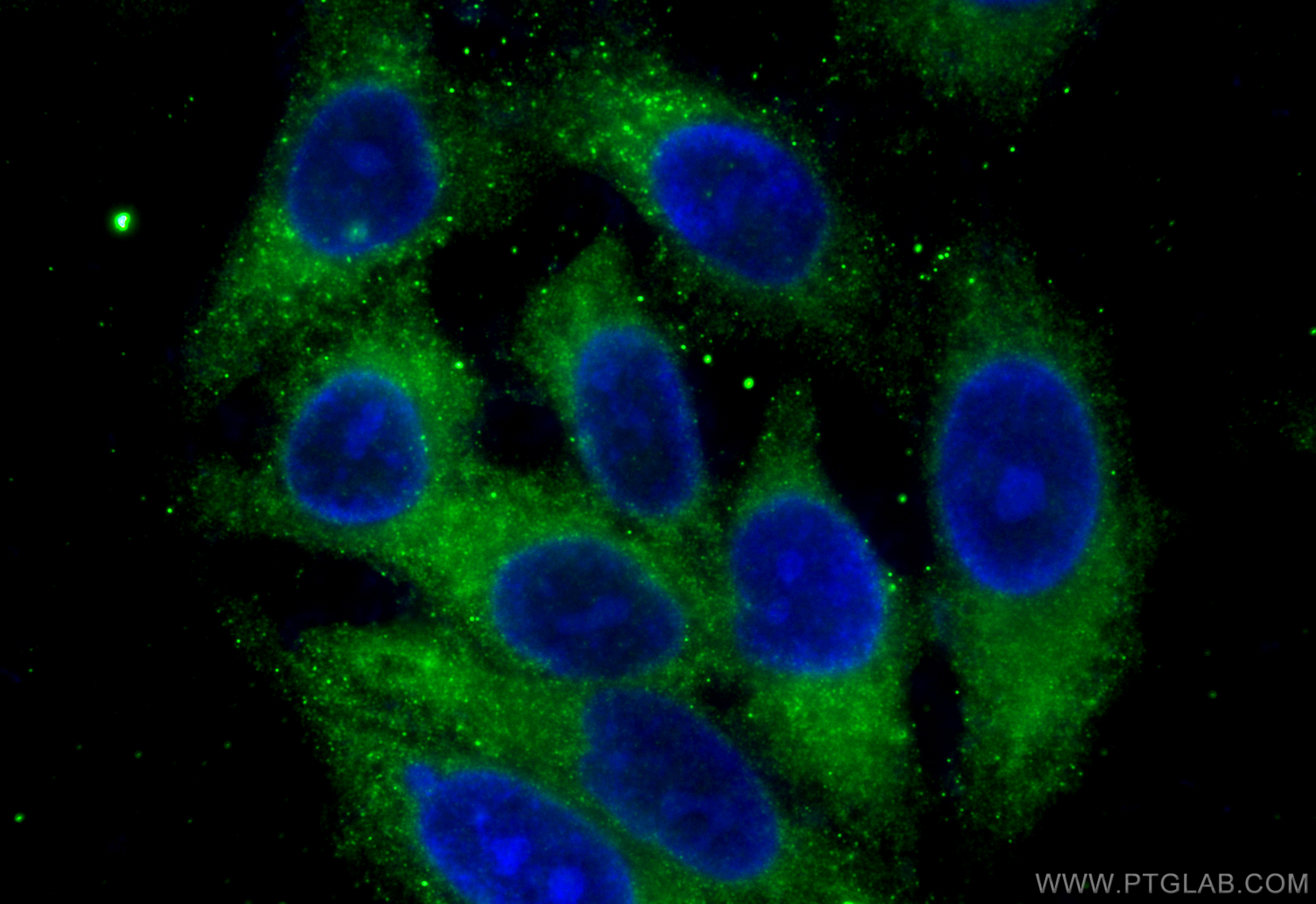 Immunofluorescence (IF) / fluorescent staining of HepG2 cells using Caspase 3/p17/p19 Monoclonal antibody (66470-2-Ig)