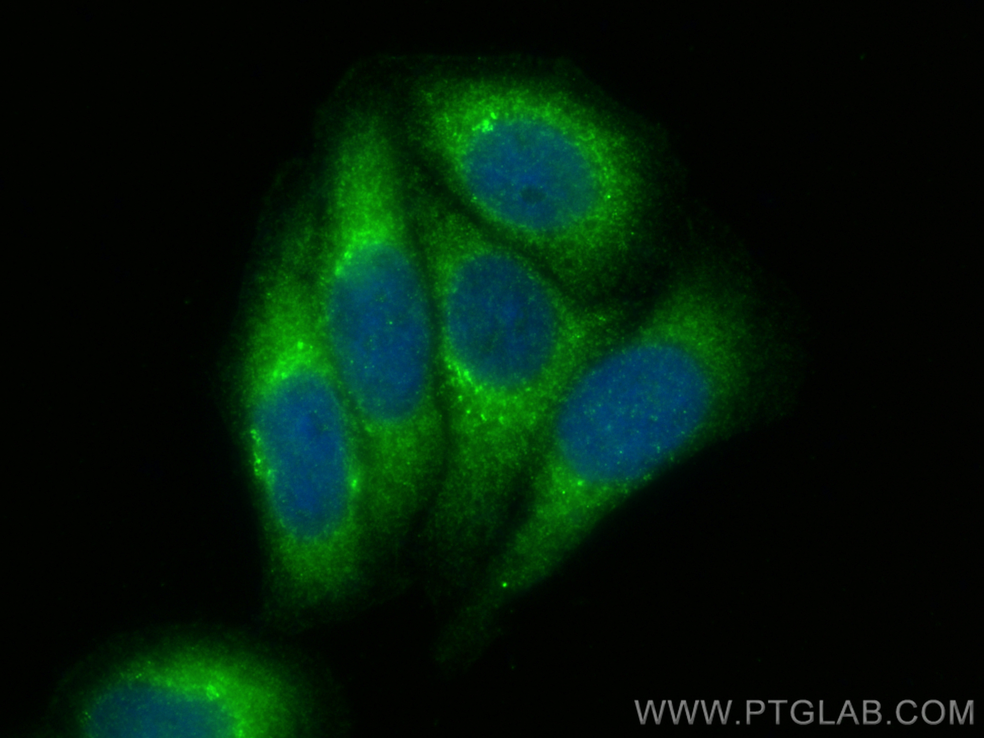 Immunofluorescence (IF) / fluorescent staining of HepG2 cells using Caspase 9/p35/p10 Polyclonal antibody (10380-1-AP)