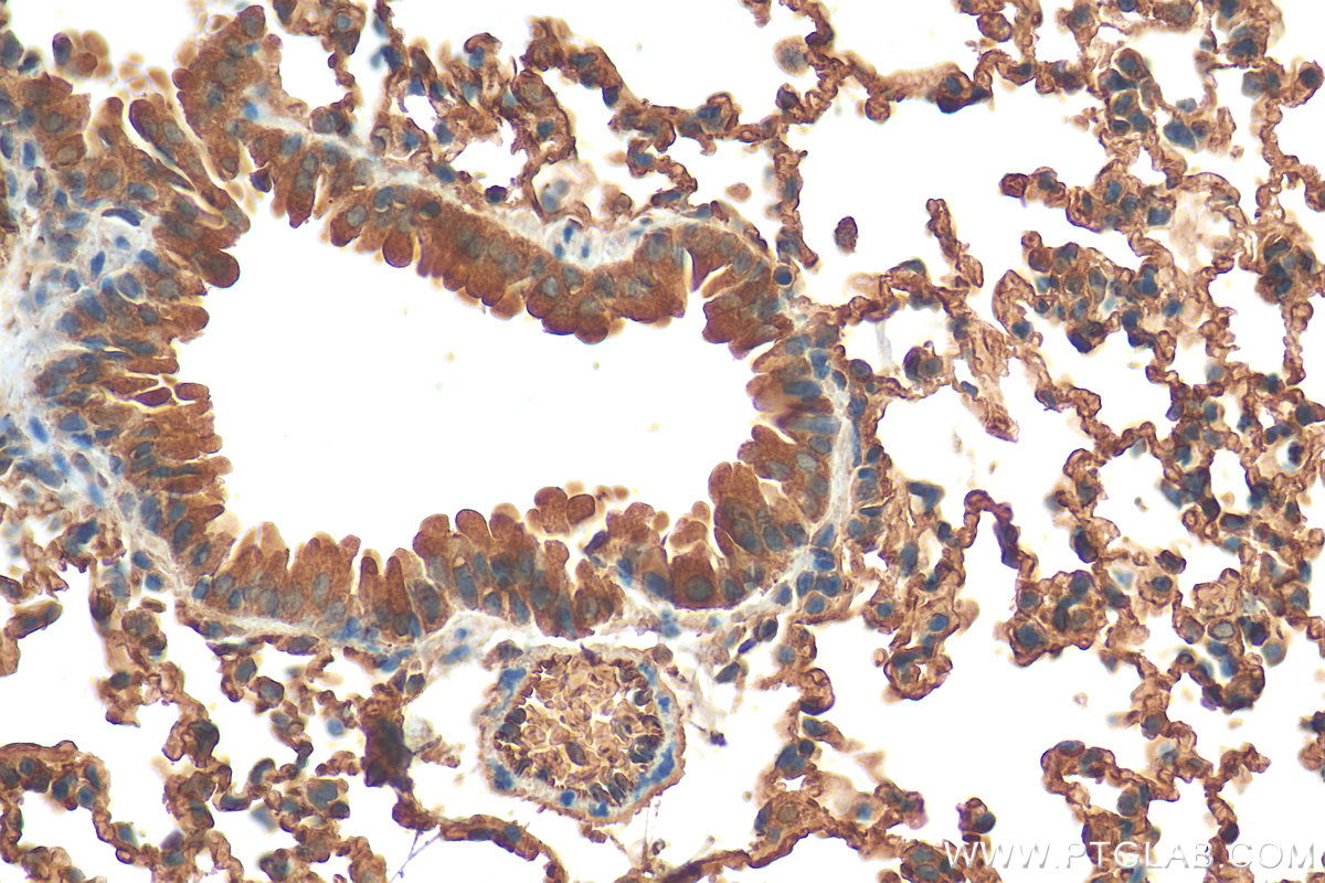 Immunohistochemistry (IHC) staining of mouse lung tissue using Caspase 9/p35/p10 Polyclonal antibody (10380-1-AP)