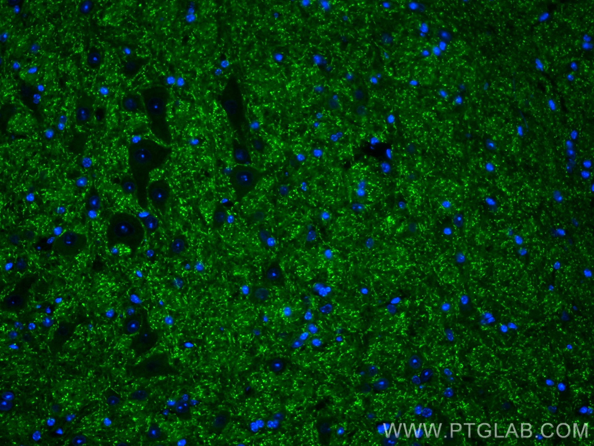 Immunofluorescence (IF) / fluorescent staining of mouse cerebellum tissue using CASPR Polyclonal antibody (55417-1-AP)