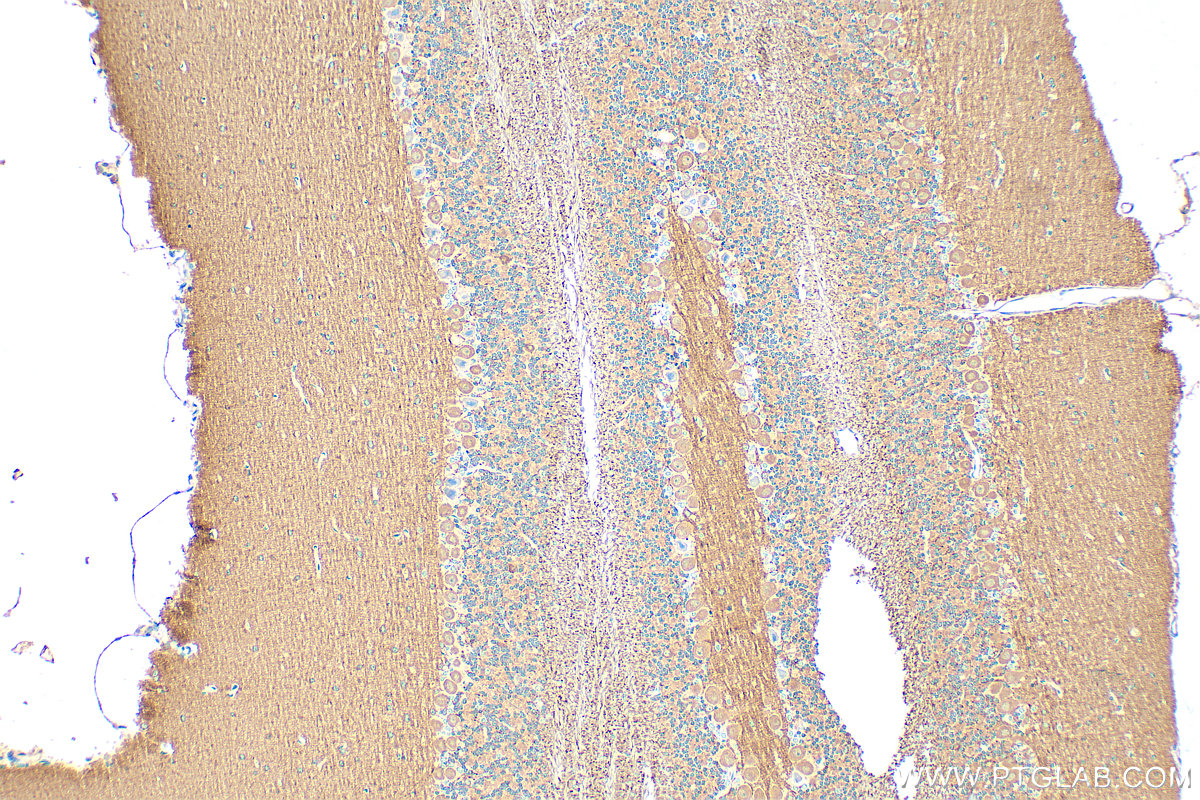 Immunohistochemistry (IHC) staining of mouse cerebellum tissue using CASPR Polyclonal antibody (55417-1-AP)