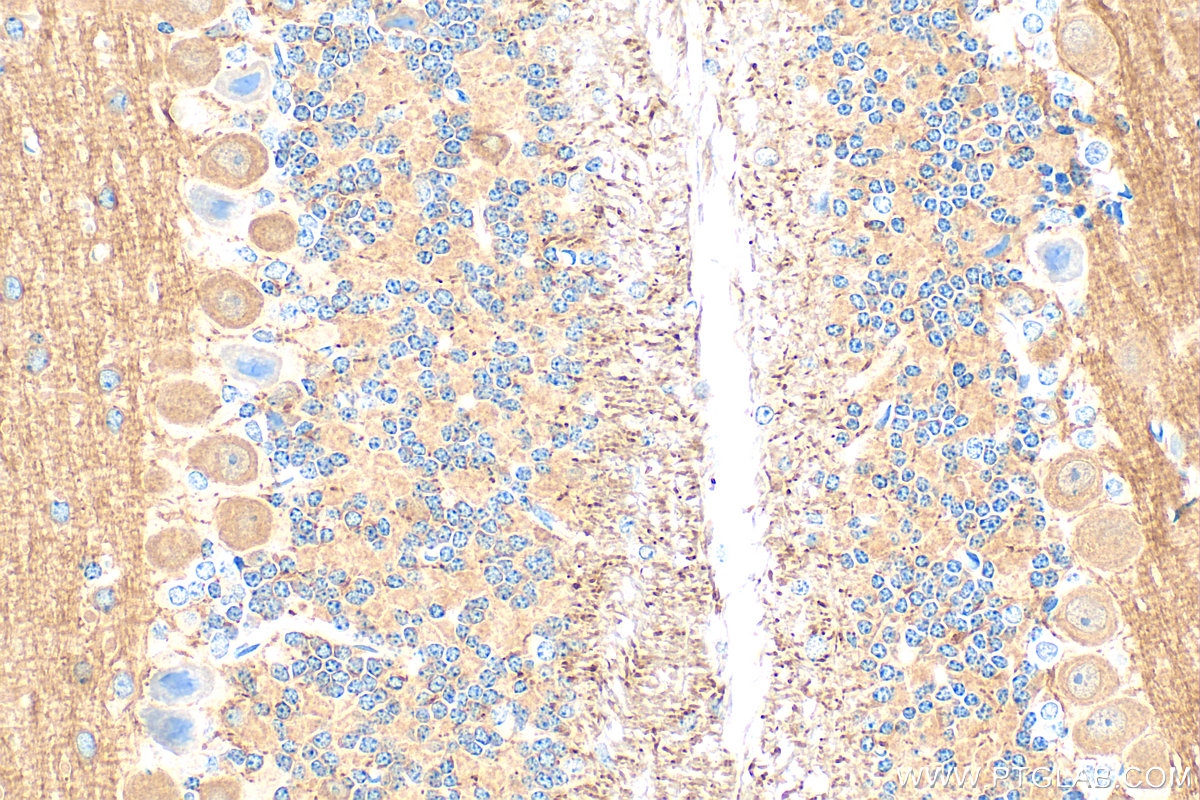 Immunohistochemistry (IHC) staining of mouse cerebellum tissue using CASPR Polyclonal antibody (55417-1-AP)