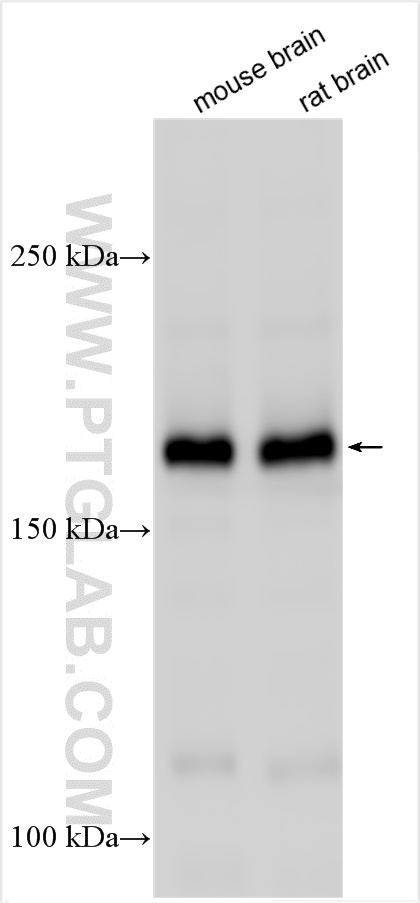 Western Blot (WB) analysis of various lysates using CASPR Polyclonal antibody (55417-1-AP)