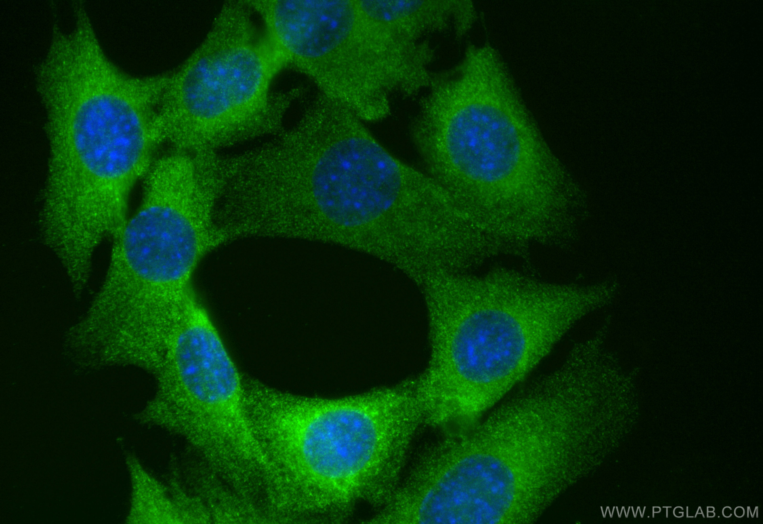 Immunofluorescence (IF) / fluorescent staining of C2C12 cells using CoraLite® Plus 488-conjugated CASQ2 Recombinant an (CL488-84056-6)