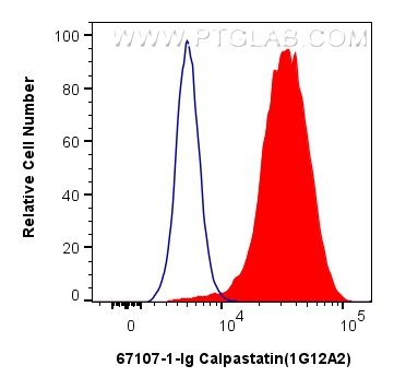 Flow cytometry (FC) experiment of HeLa cells using Calpastatin Monoclonal antibody (67107-1-Ig)