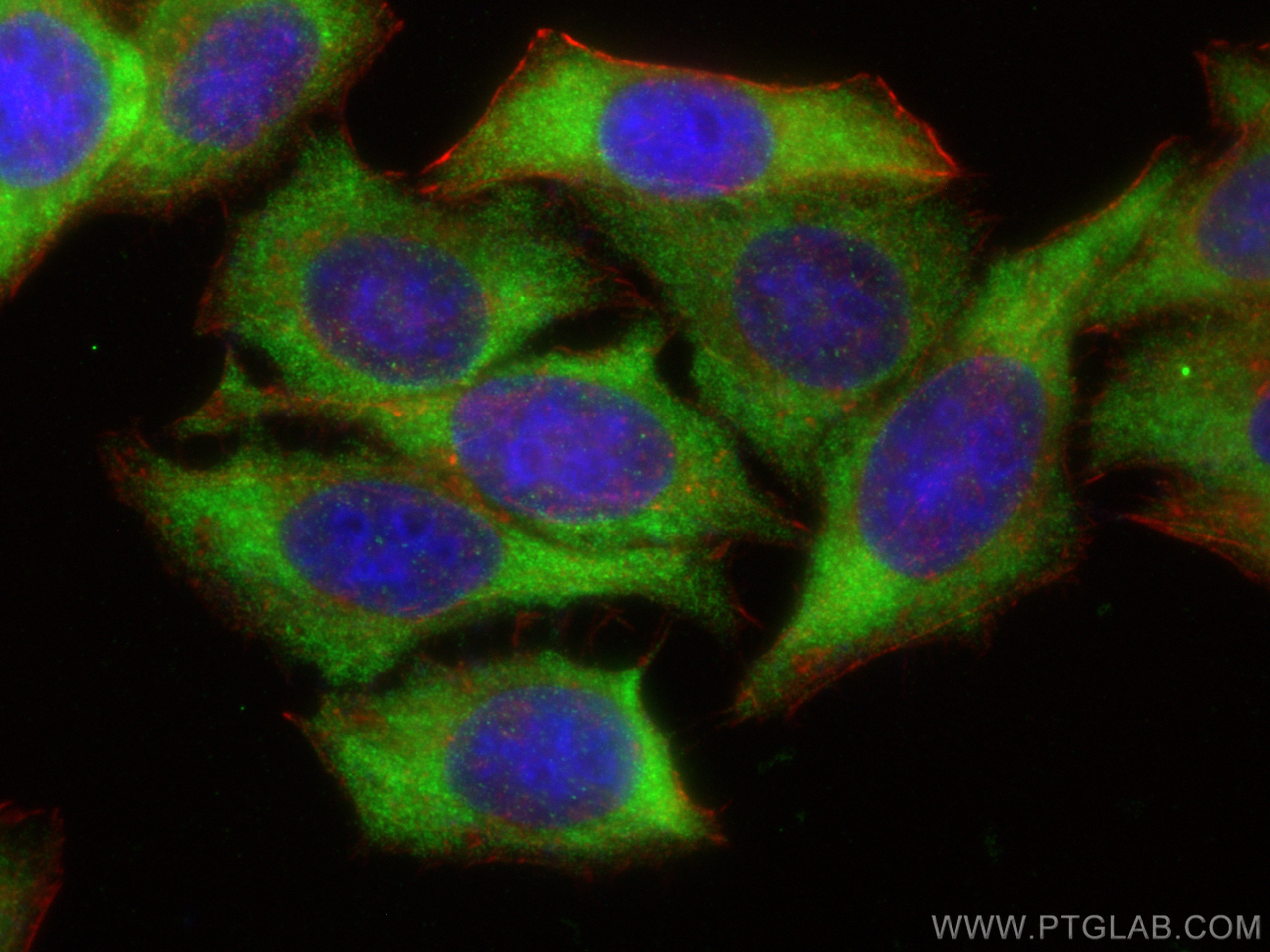 Immunofluorescence (IF) / fluorescent staining of HepG2 cells using EIF4E Polyclonal antibody (11149-1-AP)