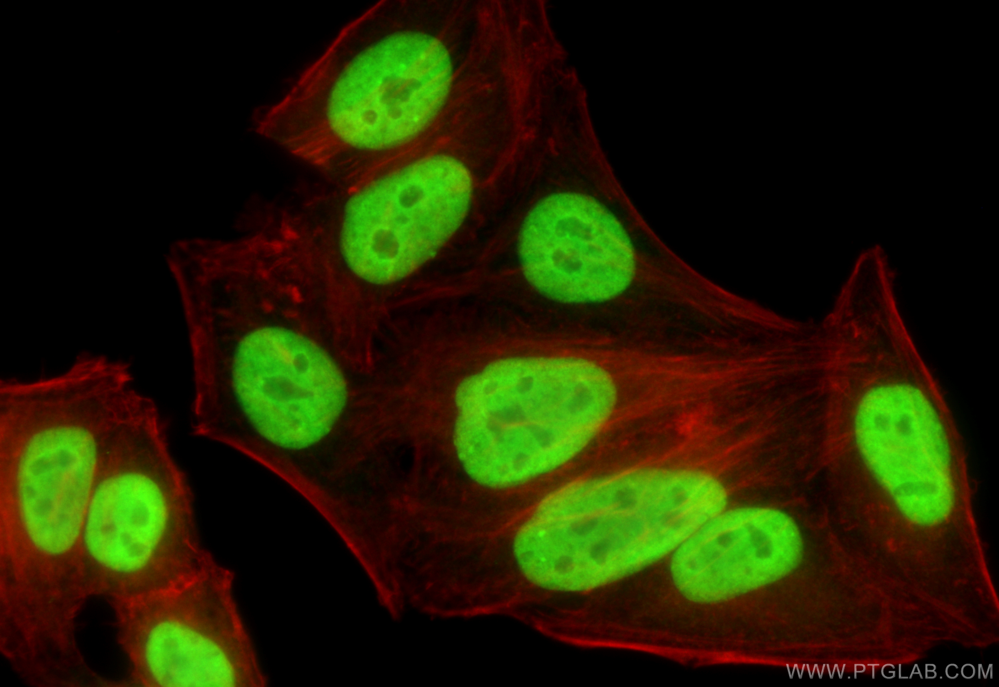 Immunofluorescence (IF) / fluorescent staining of HepG2 cells using CBX3 Polyclonal antibody (11650-2-AP)