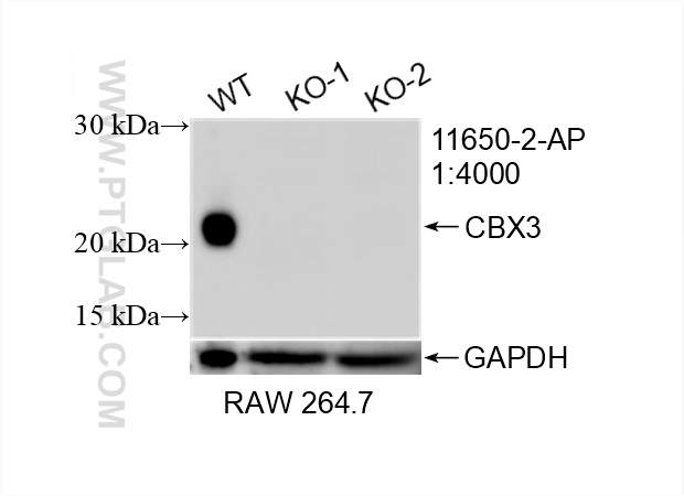 Western Blot (WB) analysis of RAW 264.7 cells using CBX3 Polyclonal antibody (11650-2-AP)