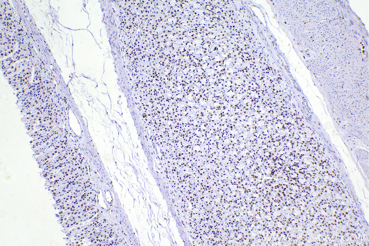 Immunohistochemistry (IHC) staining of rat stomach tissue using CBX5 Recombinant antibody (83258-5-RR)