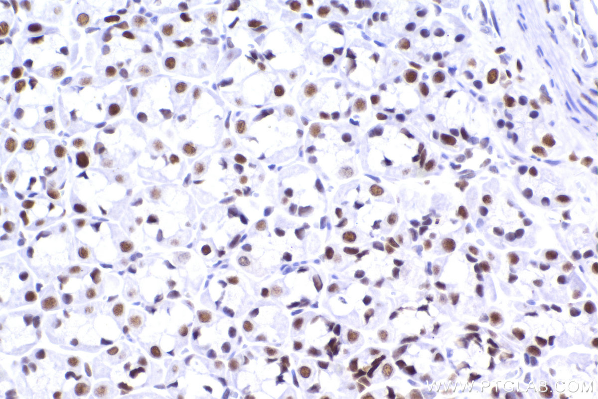 Immunohistochemistry (IHC) staining of rat stomach tissue using CBX5 Recombinant antibody (83258-5-RR)