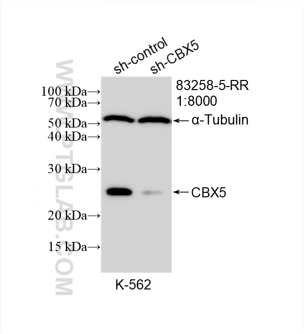 Western Blot (WB) analysis of K-562 cells using CBX5 Recombinant antibody (83258-5-RR)
