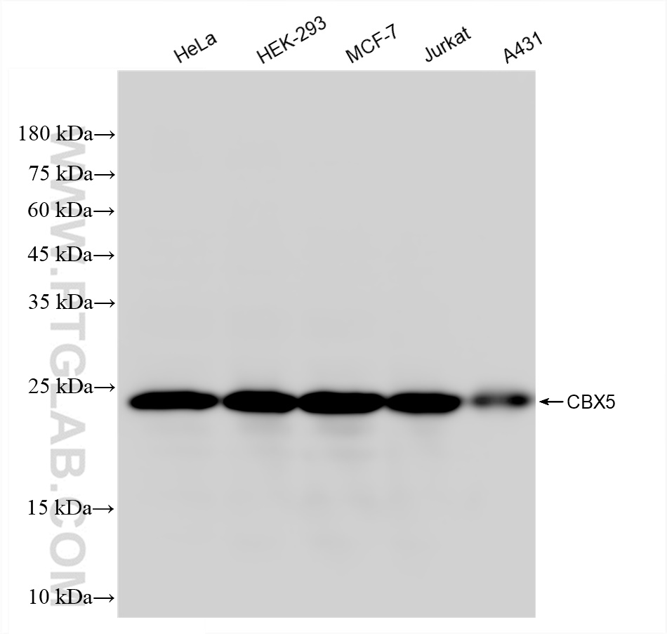 Western Blot (WB) analysis of various lysates using CBX5 Recombinant antibody (83258-6-RR)