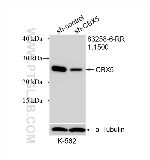 Western Blot (WB) analysis of K-562 cells using CBX5 Recombinant antibody (83258-6-RR)