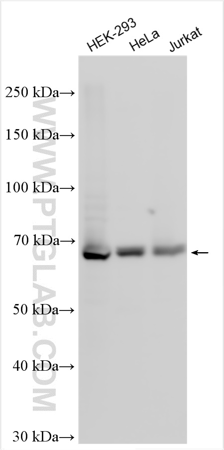 Western Blot (WB) analysis of various lysates using CCDC111/PRIMPOL Polyclonal antibody (29824-1-AP)