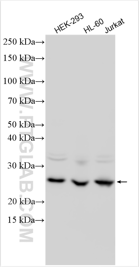 Western Blot (WB) analysis of various lysates using CCDC134 Polyclonal antibody (26500-1-AP)