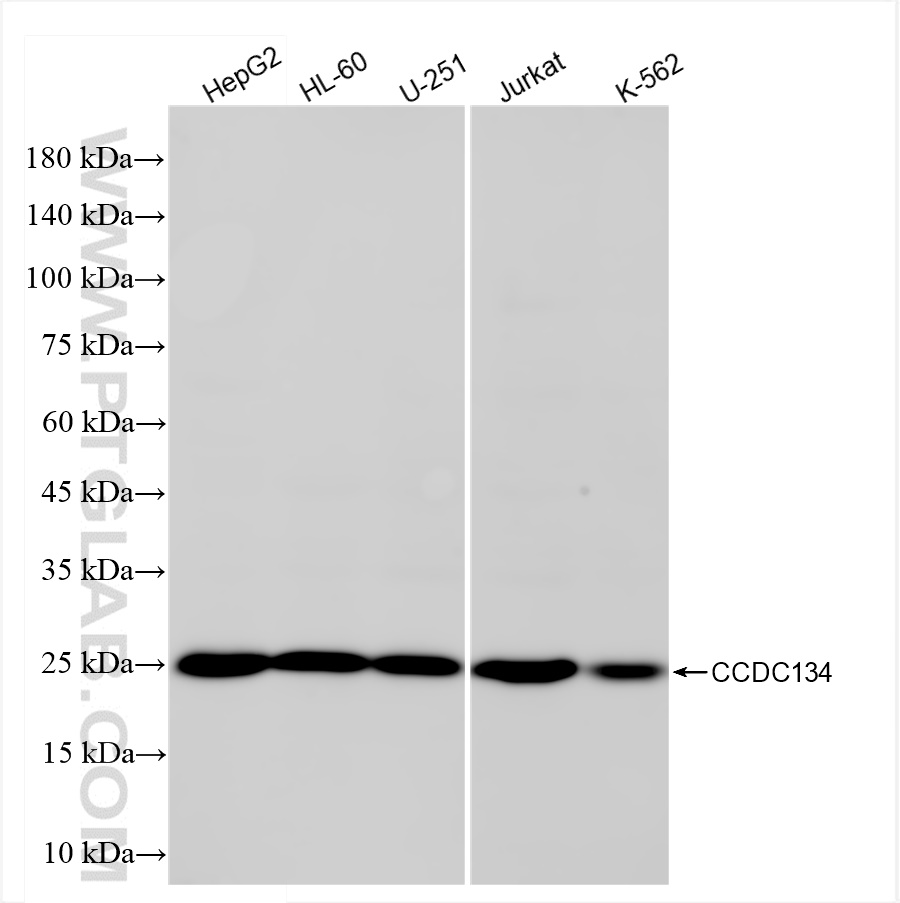 Western Blot (WB) analysis of various lysates using CCDC134 Recombinant antibody (84106-3-RR)