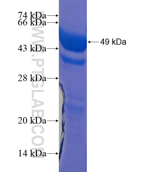 CCDC134 fusion protein Ag21990 SDS-PAGE