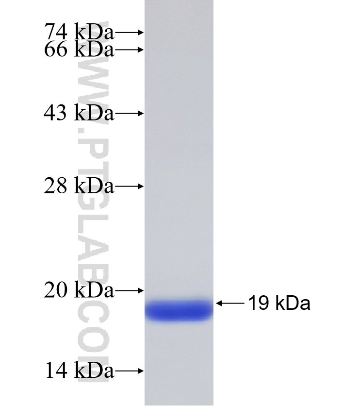 CCDC21 fusion protein Ag33073 SDS-PAGE