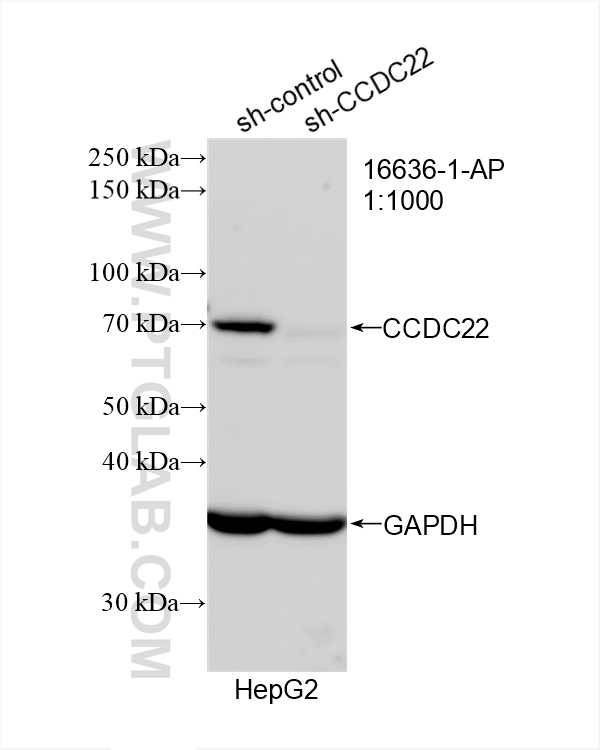 Western Blot (WB) analysis of HepG2 cells using CCDC22 Polyclonal antibody (16636-1-AP)