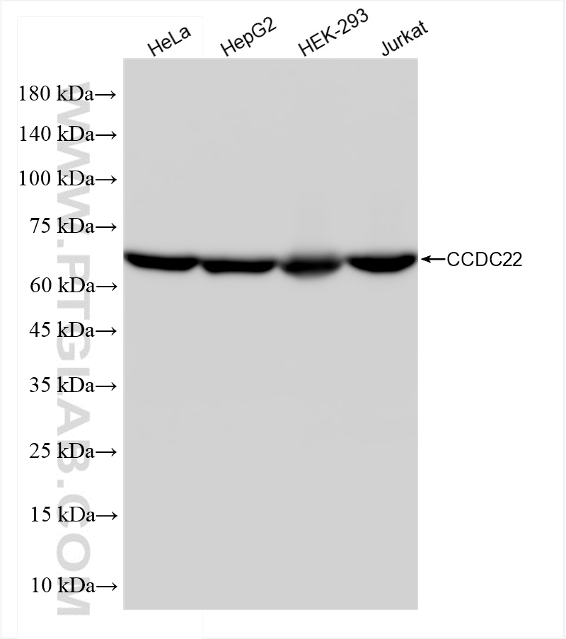 Western Blot (WB) analysis of various lysates using CCDC22 Recombinant antibody (83992-1-RR)