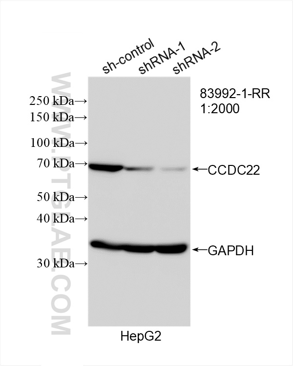 Western Blot (WB) analysis of HepG2 cells using CCDC22 Recombinant antibody (83992-1-RR)