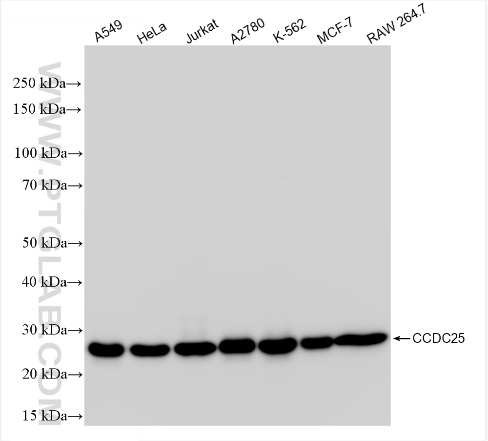 Western Blot (WB) analysis of various lysates using CCDC25 Recombinant antibody (84484-3-RR)