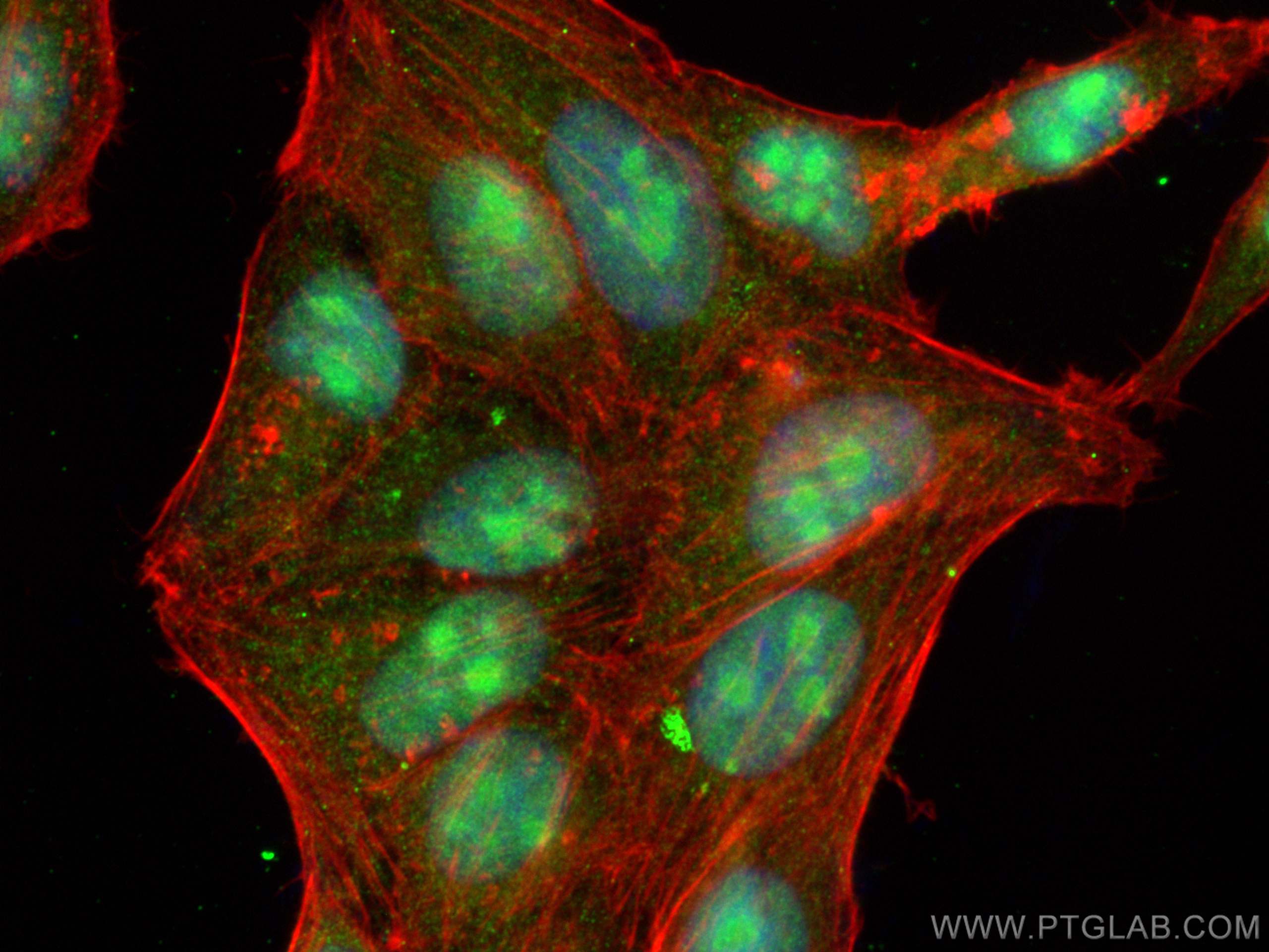 Immunofluorescence (IF) / fluorescent staining of HepG2 cells using CWC25 Polyclonal antibody (24416-1-AP)