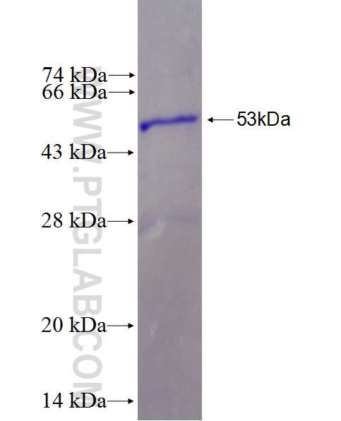 CCDC57 fusion protein Ag26871 SDS-PAGE