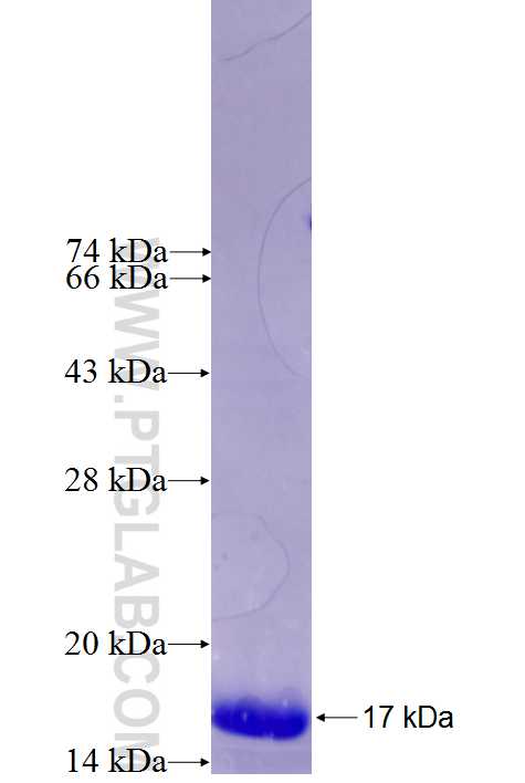 CCDC90B fusion protein Ag27007 SDS-PAGE