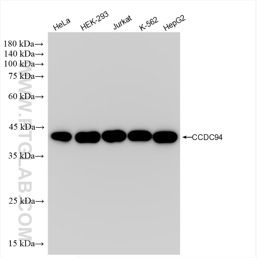 Western Blot (WB) analysis of various lysates using CCDC94 Recombinant antibody (83580-1-RR)