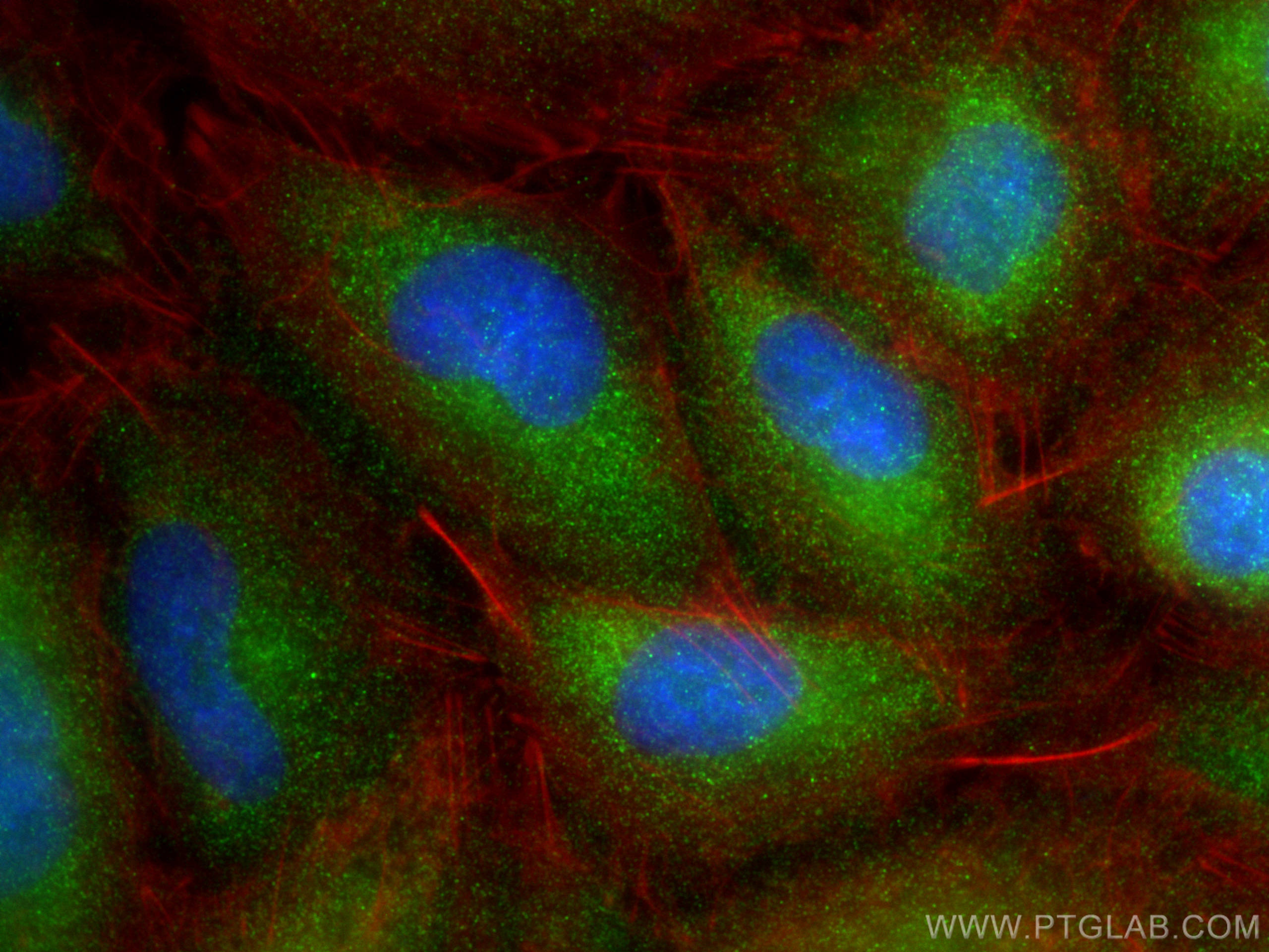 Immunofluorescence (IF) / fluorescent staining of A549 cells using MIP-3 Beta Polyclonal antibody (13397-1-AP)