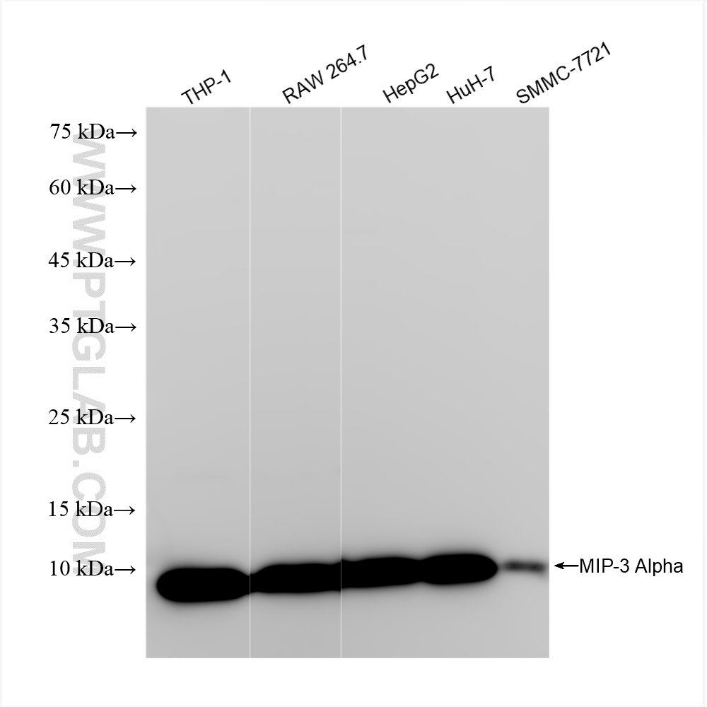 Western Blot (WB) analysis of various lysates using CCL20/MIP-3 alpha Recombinant antibody (84413-3-RR)