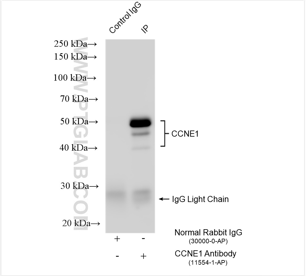 Immunoprecipitation (IP) experiment of HeLa cells using Cyclin E1 Polyclonal antibody (11554-1-AP)