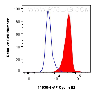 Flow cytometry (FC) experiment of HeLa cells using Cyclin E2 Polyclonal antibody (11935-1-AP)