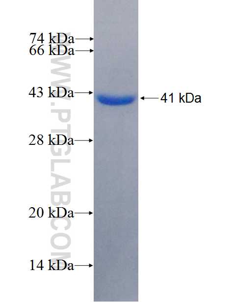 CCNG2 fusion protein Ag26627 SDS-PAGE