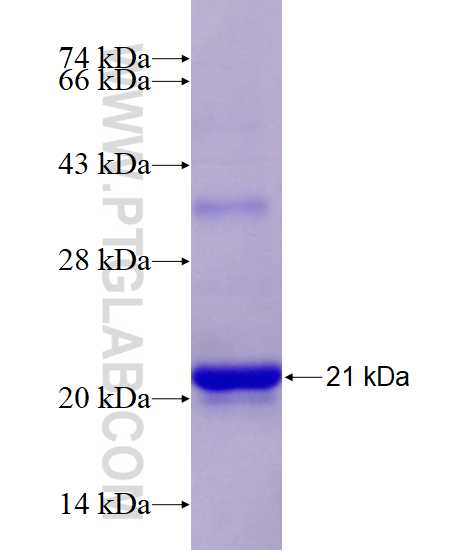 CCNG2 fusion protein Ag26643 SDS-PAGE